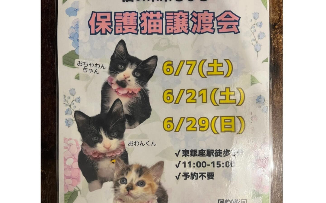 保護猫譲渡会のお知らせ